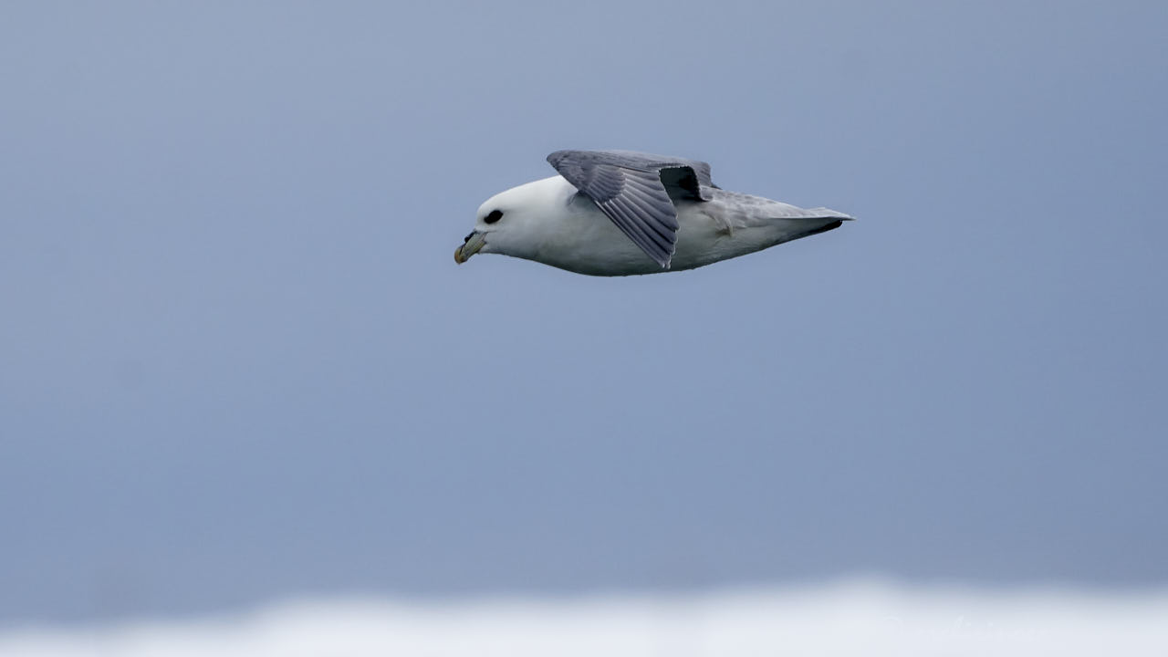 Northern fulmar