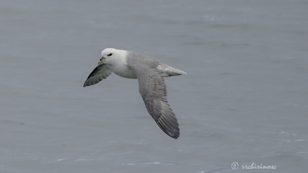 Northern fulmar