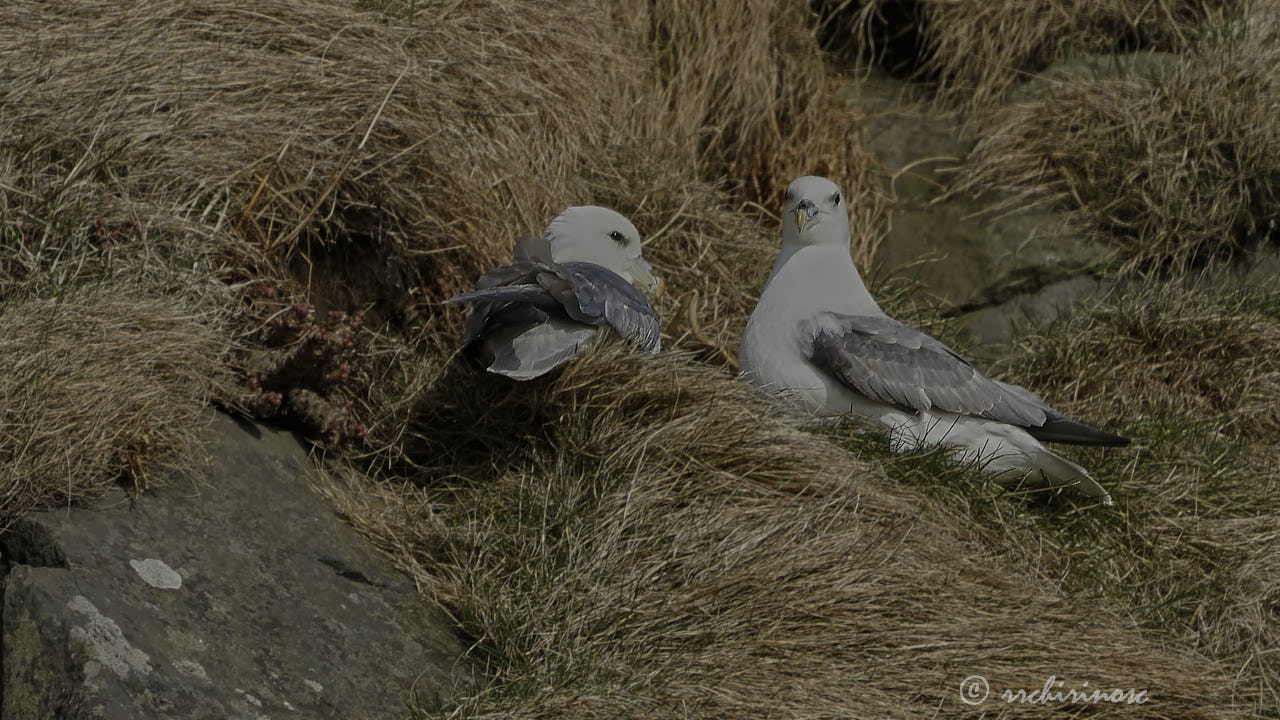 Northern fulmar