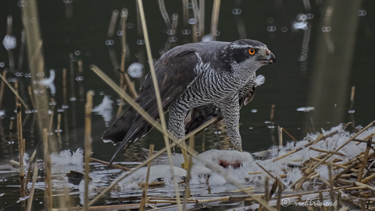 Northern goshawk