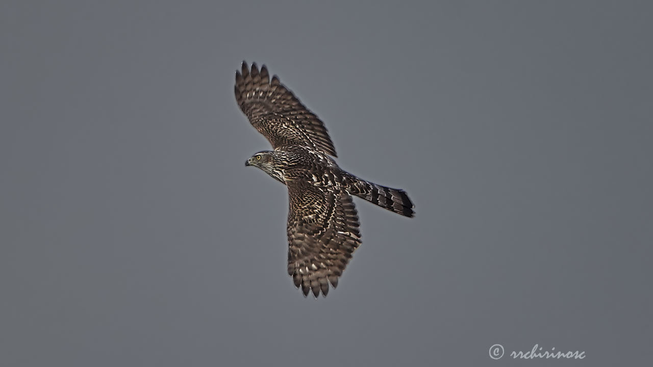 Northern goshawk