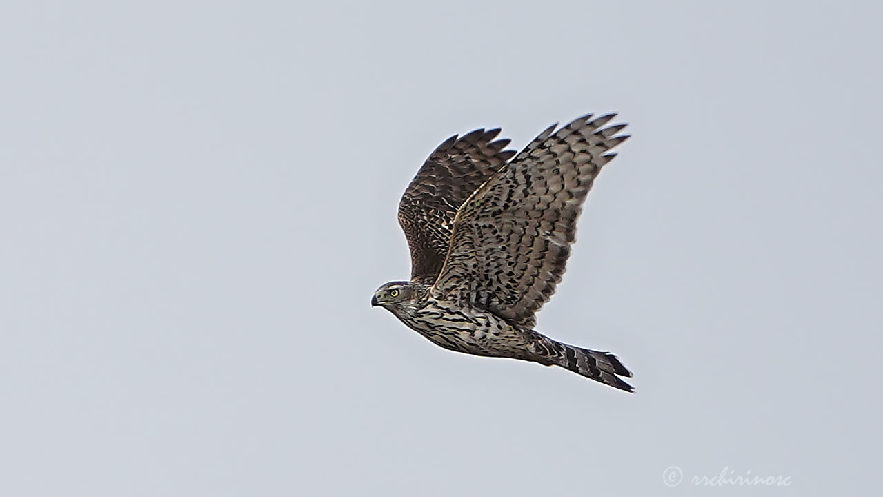 Northern goshawk