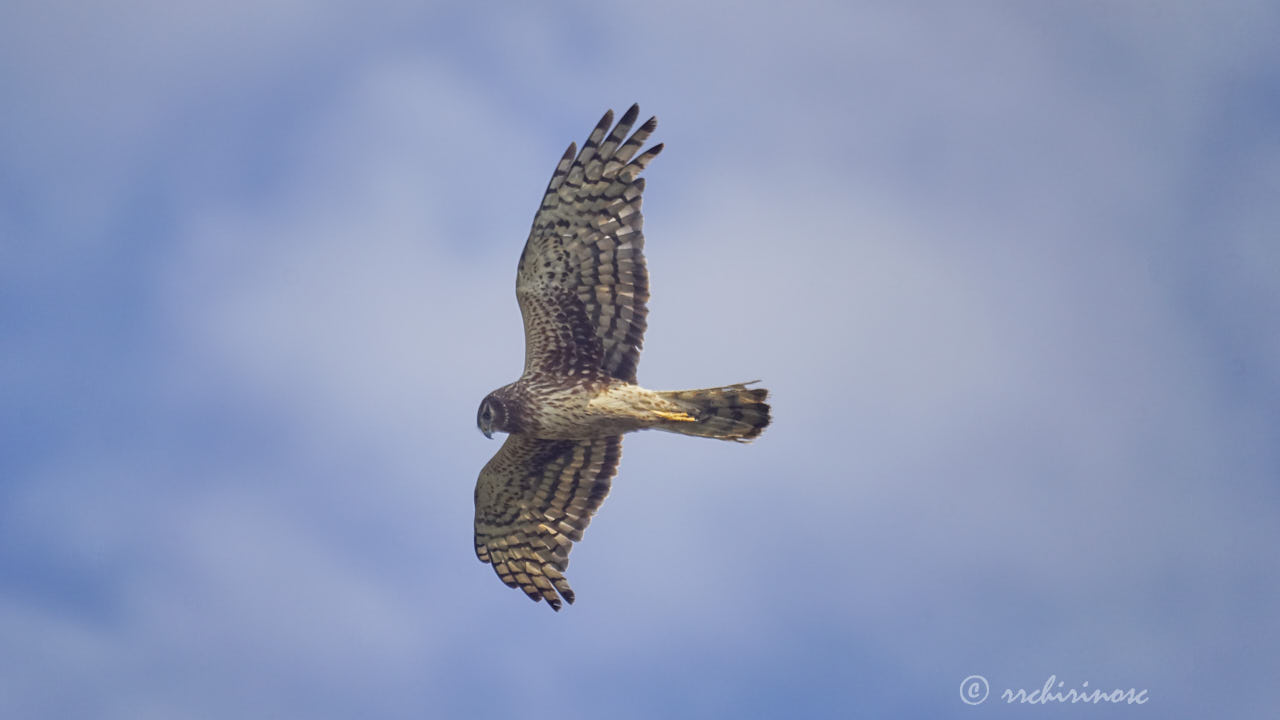 Northern harrier