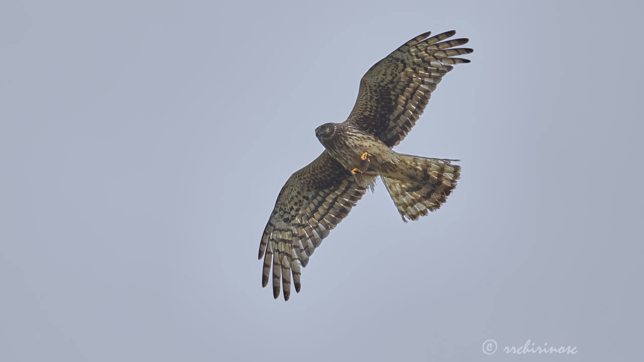 Northern harrier