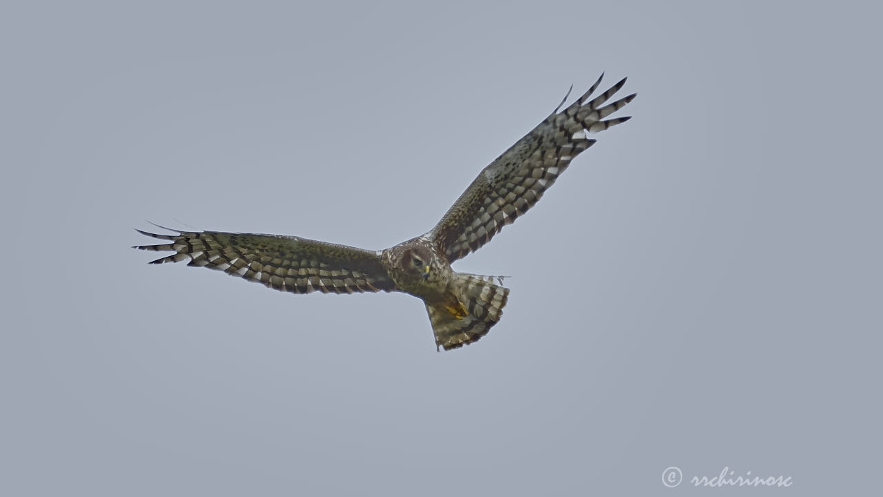 Northern harrier