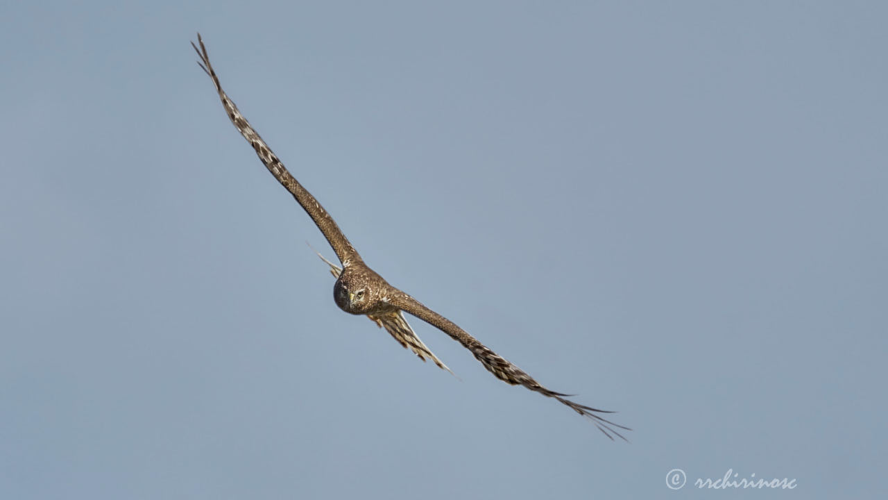 Northern harrier