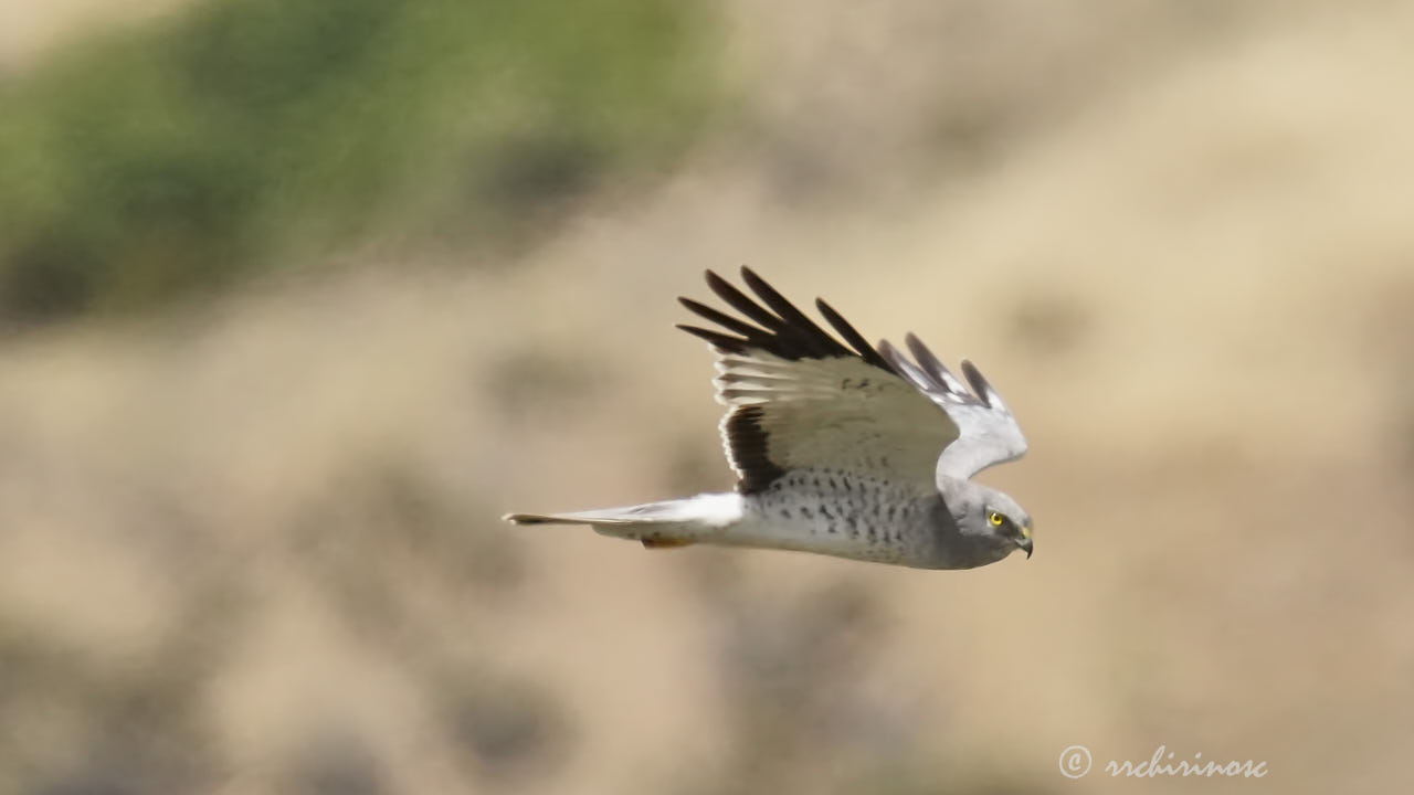 Northern harrier