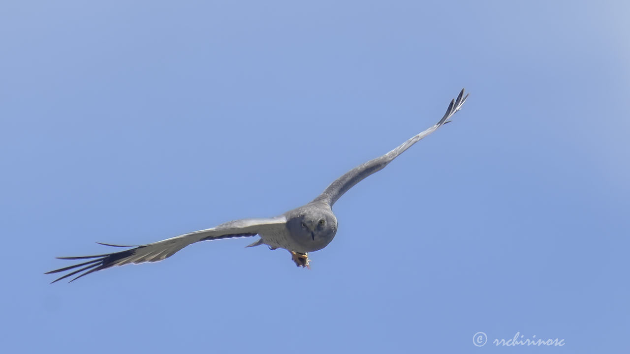 Northern harrier