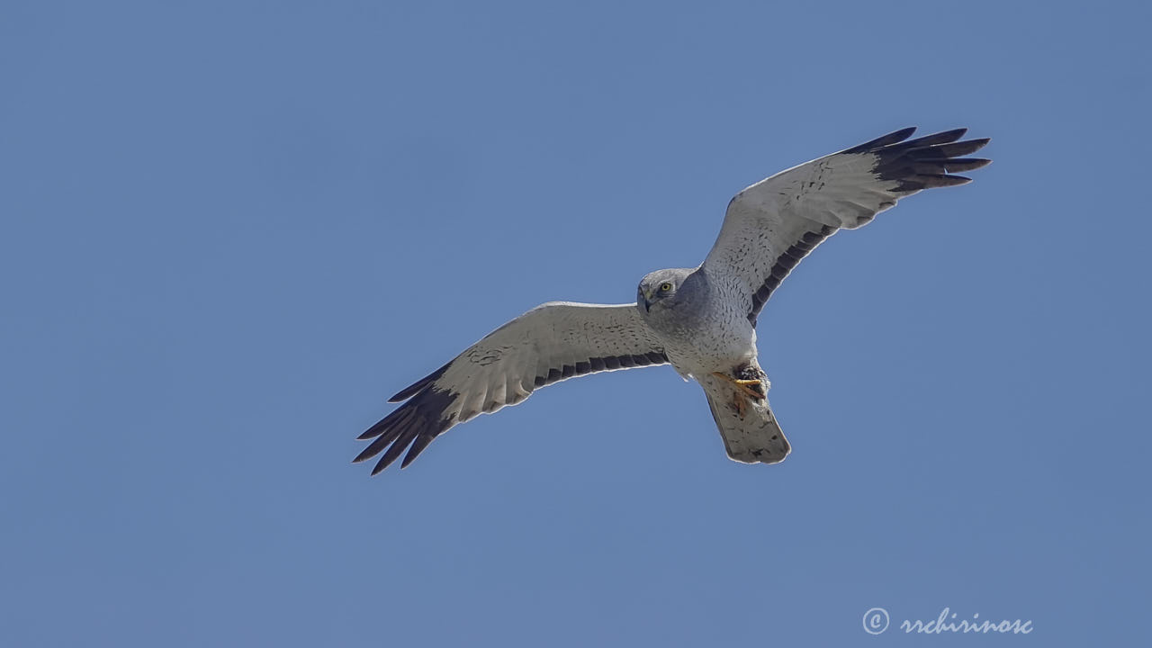 Northern harrier