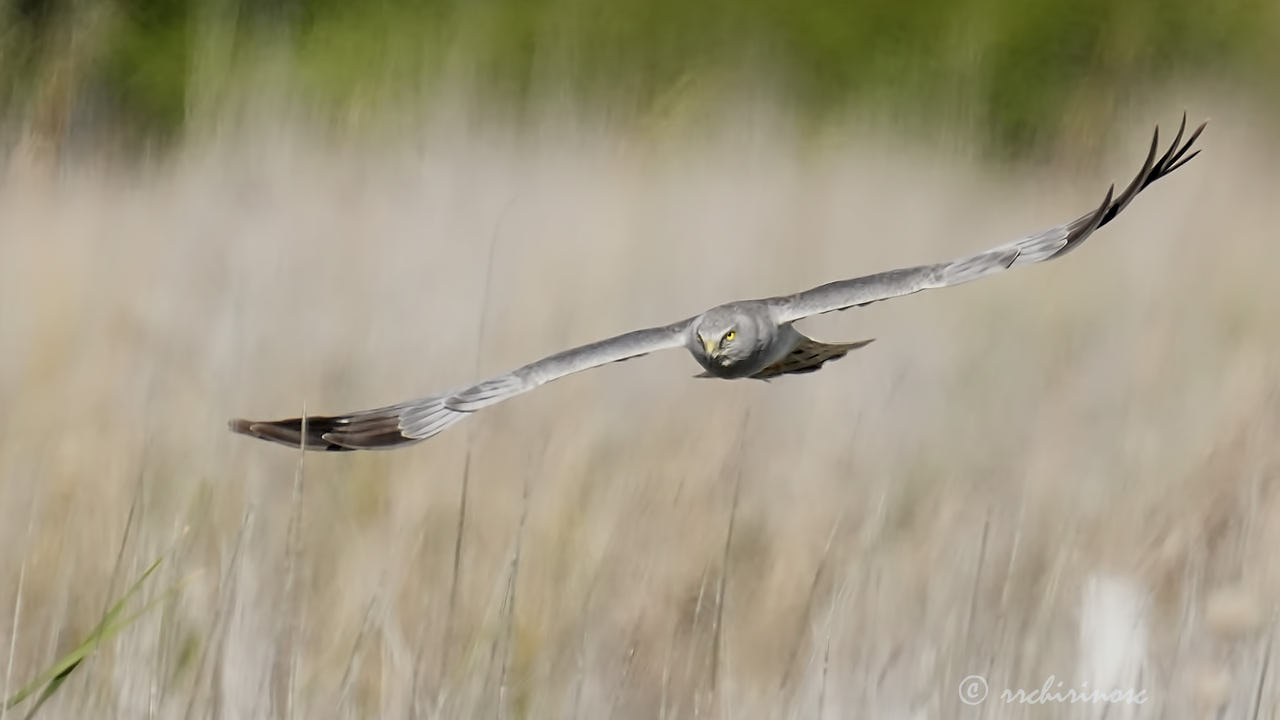 Northern harrier