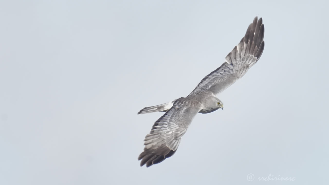 Northern harrier