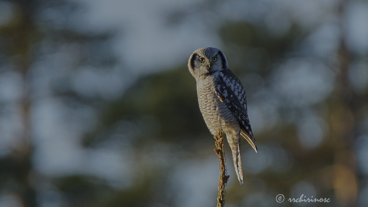 Northern hawk owl