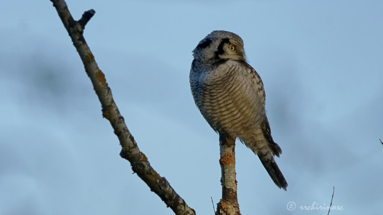 Northern hawk owl