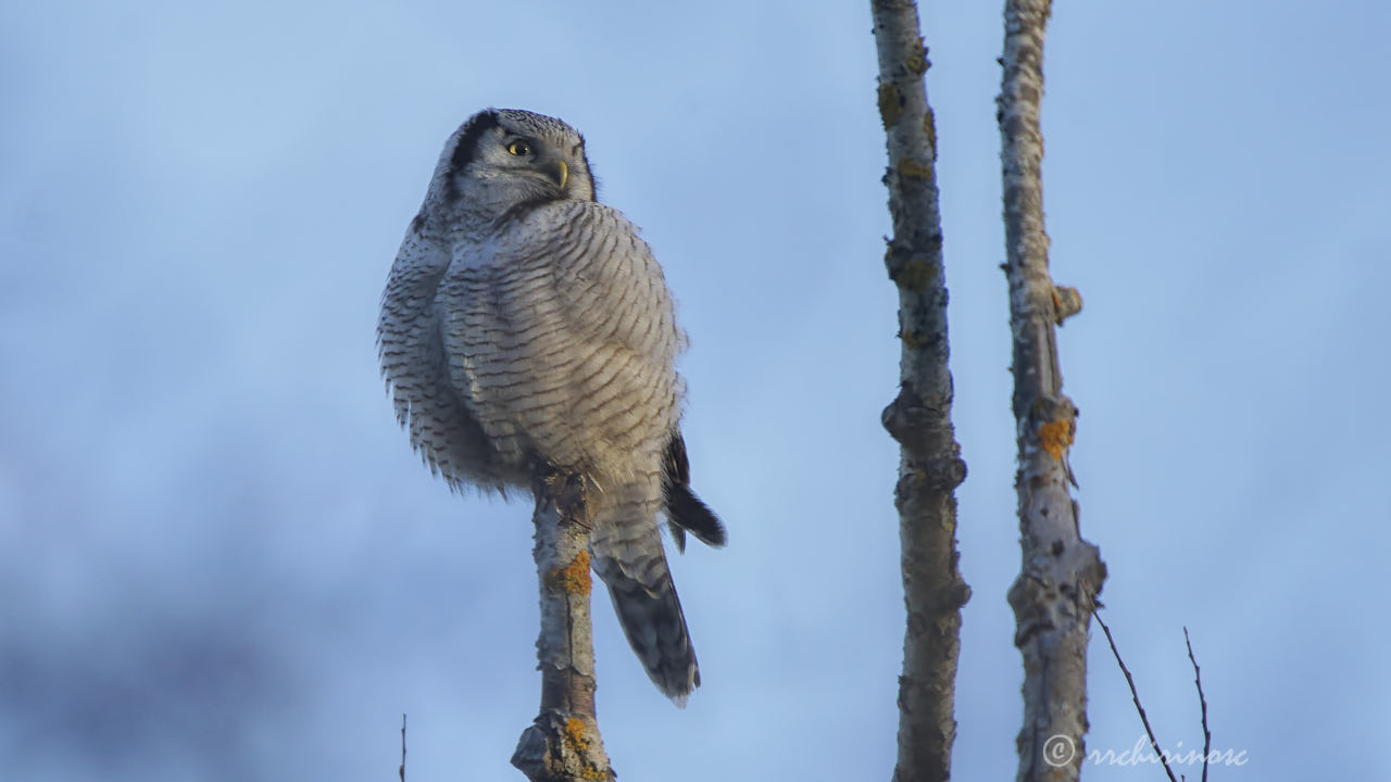 Northern hawk owl