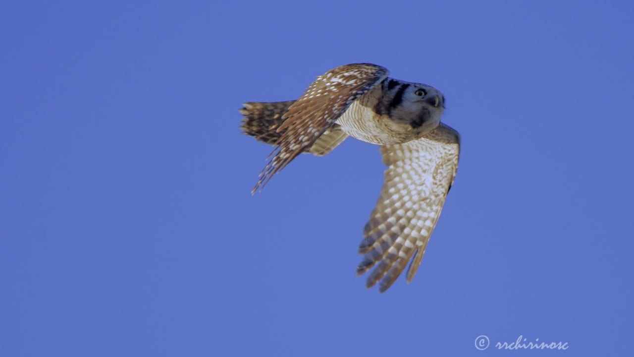 Northern hawk owl