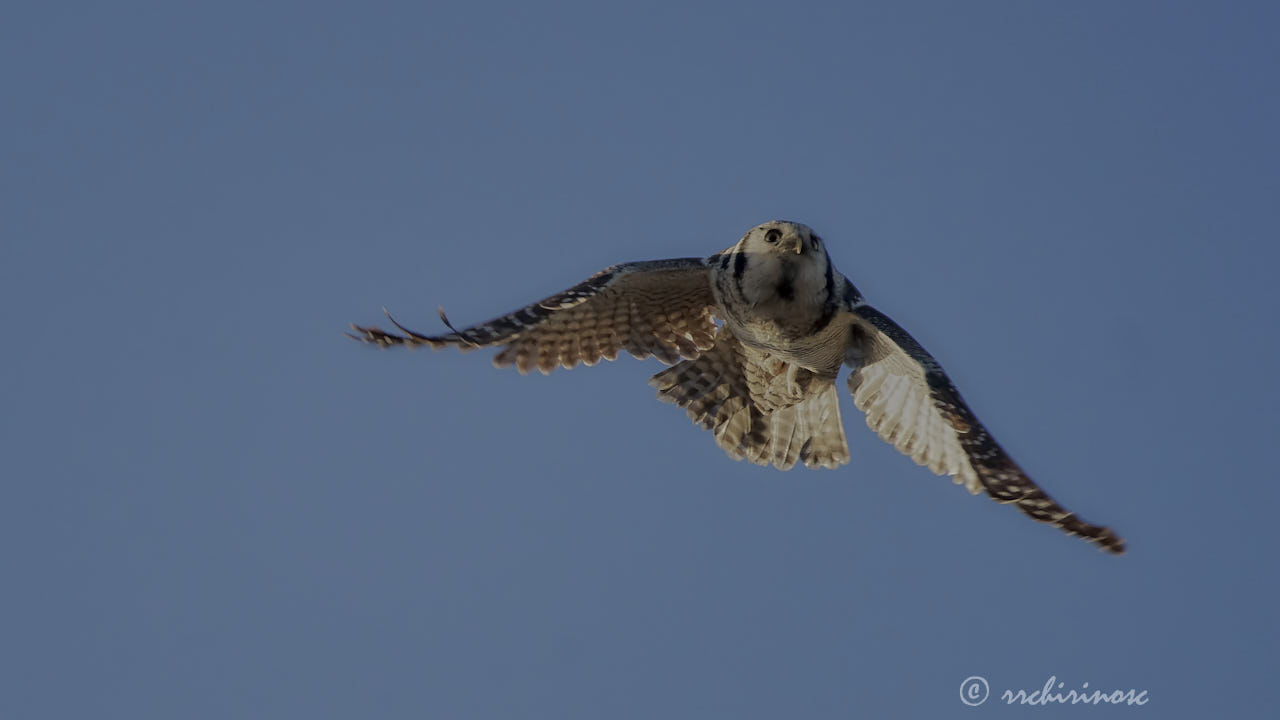 Northern hawk owl