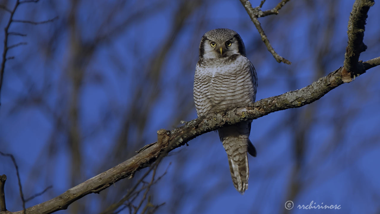 Northern hawk owl