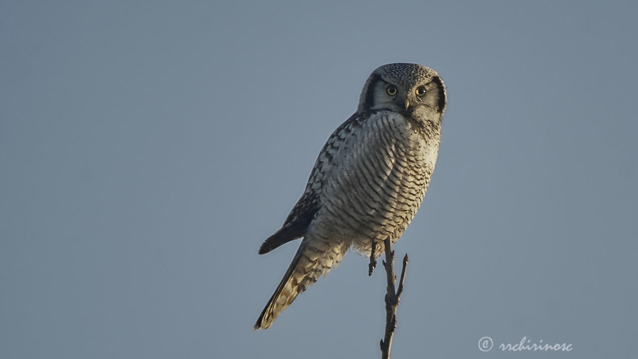 Northern hawk owl