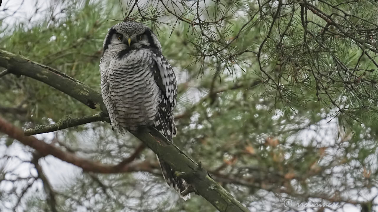 Northern hawk owl