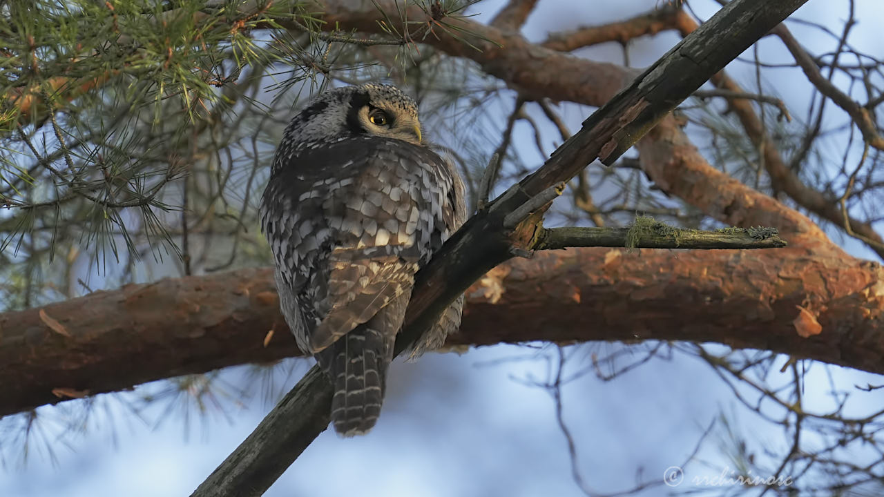 Northern hawk owl