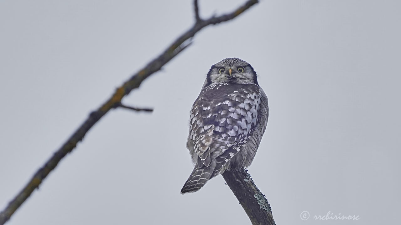 Northern hawk owl