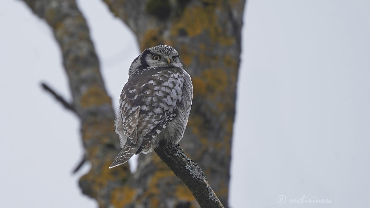 Northern hawk owl