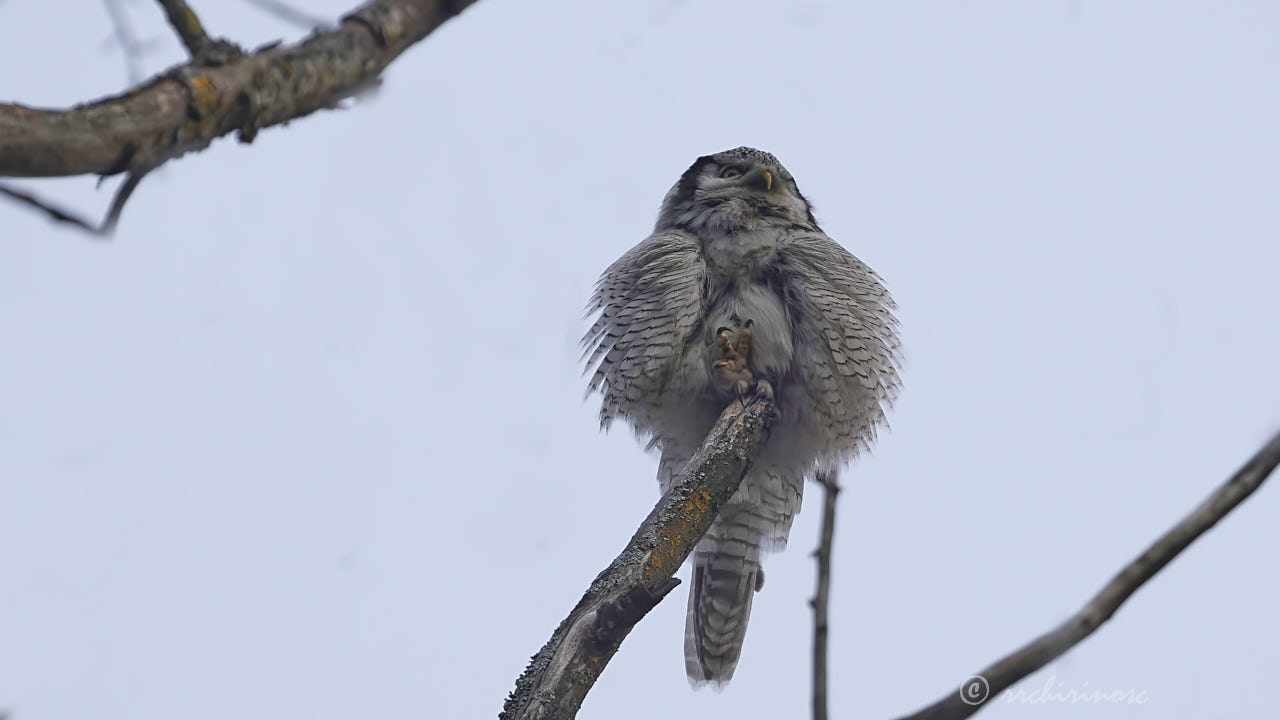 Northern hawk owl