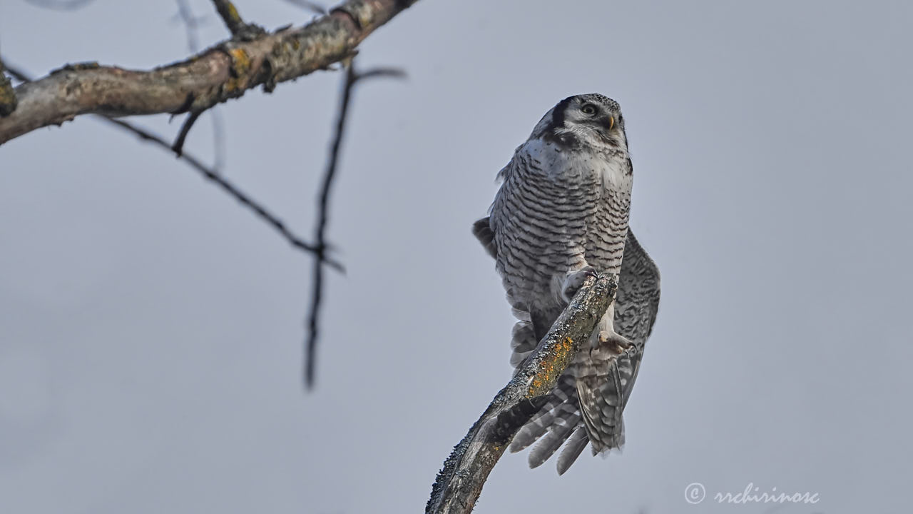 Northern hawk owl