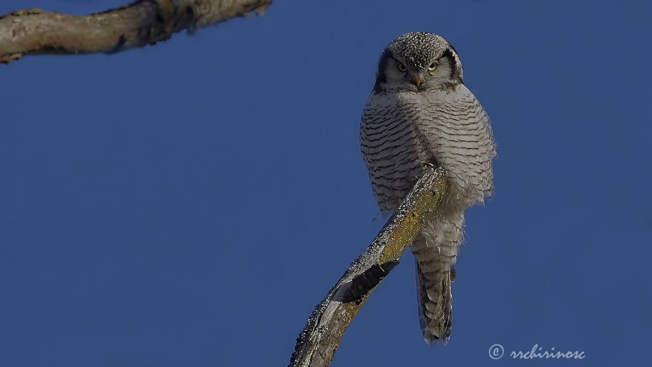 Northern hawk owl