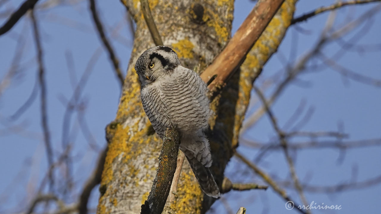 Northern hawk owl