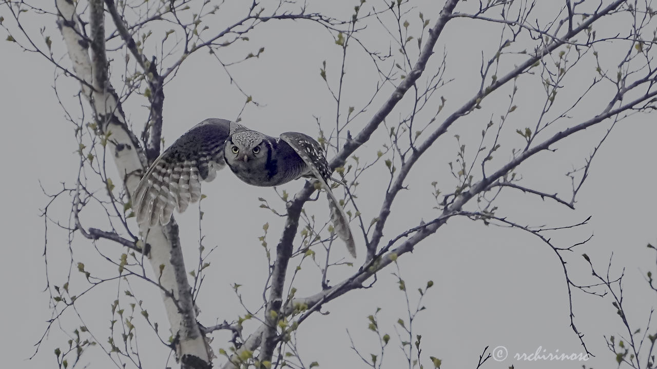 Northern hawk owl