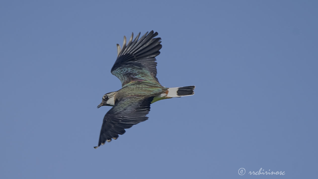 Northern lapwing