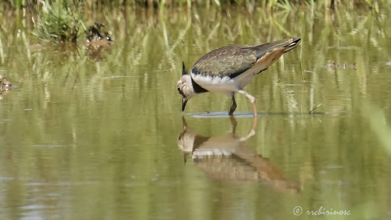 Northern lapwing