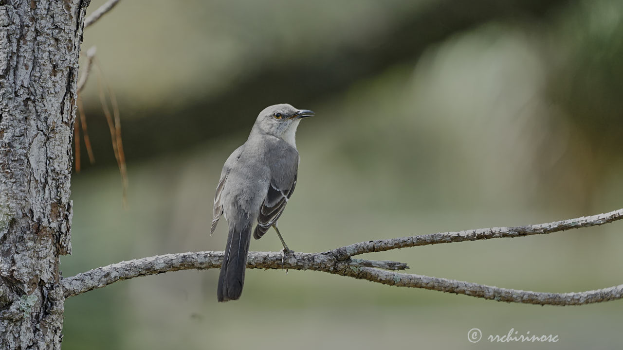 Northern mockingbird