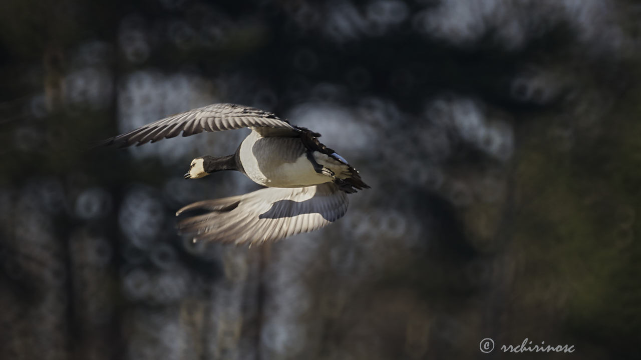 Barnacle goose