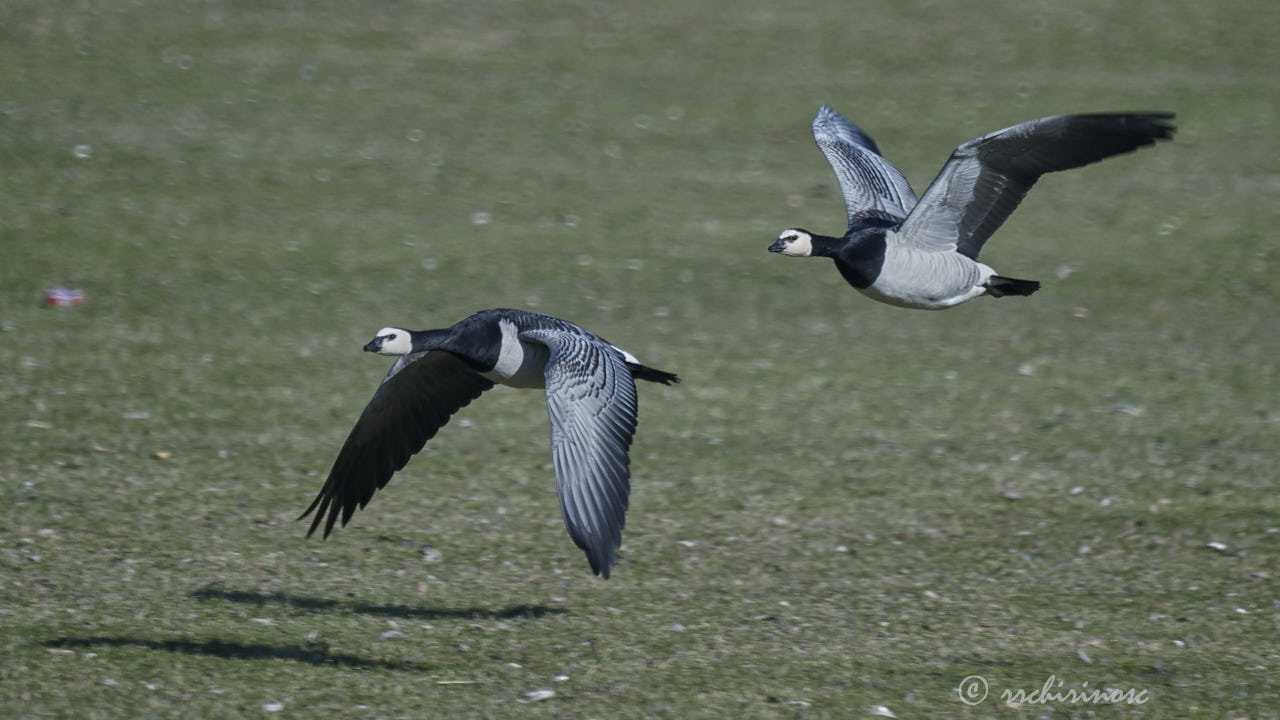 Barnacle goose