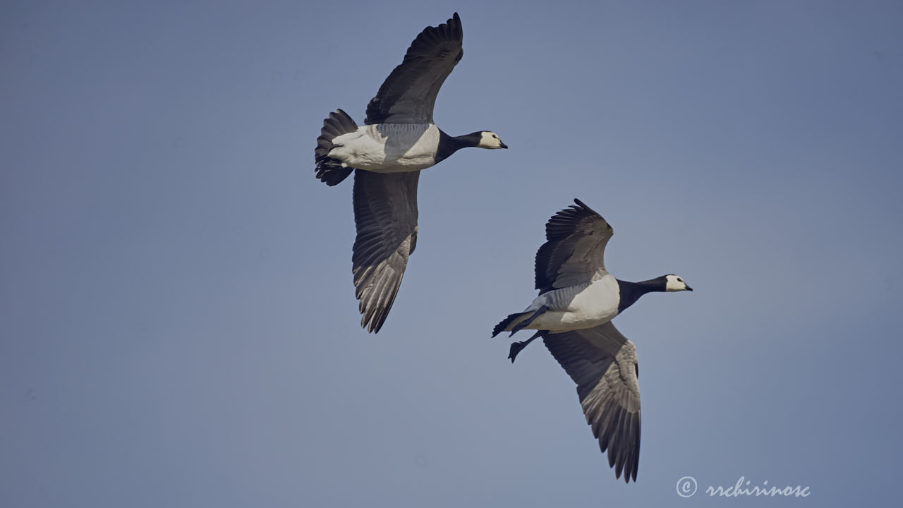 Barnacle goose