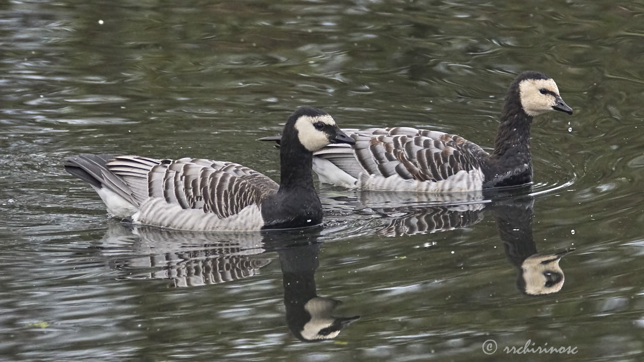 Barnacle goose