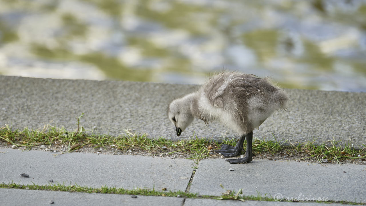 Barnacle goose