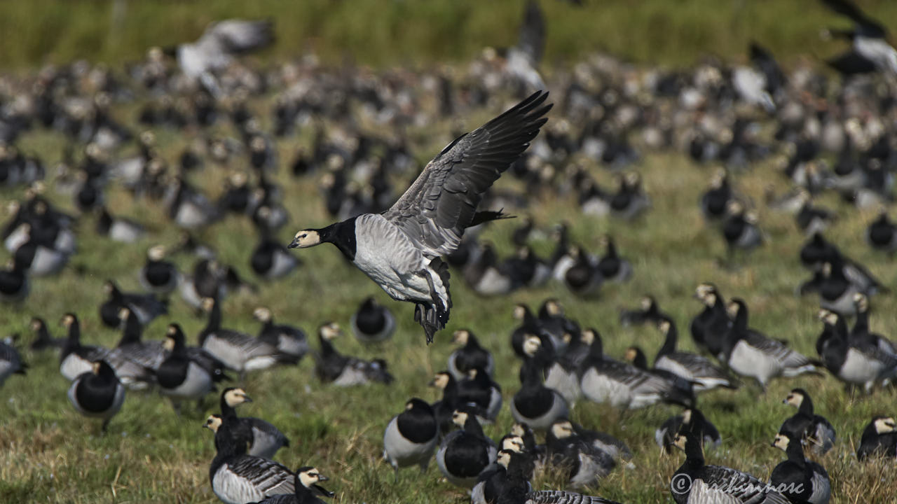 Barnacle goose