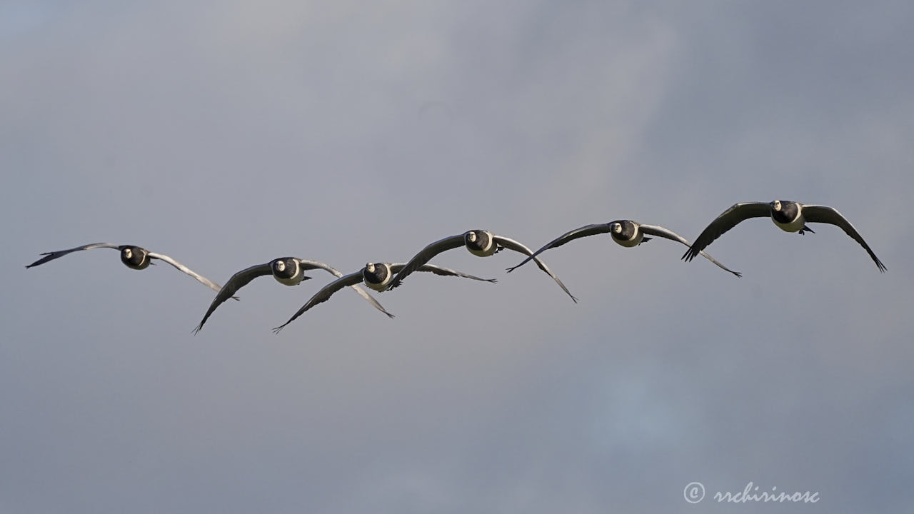 Barnacle goose