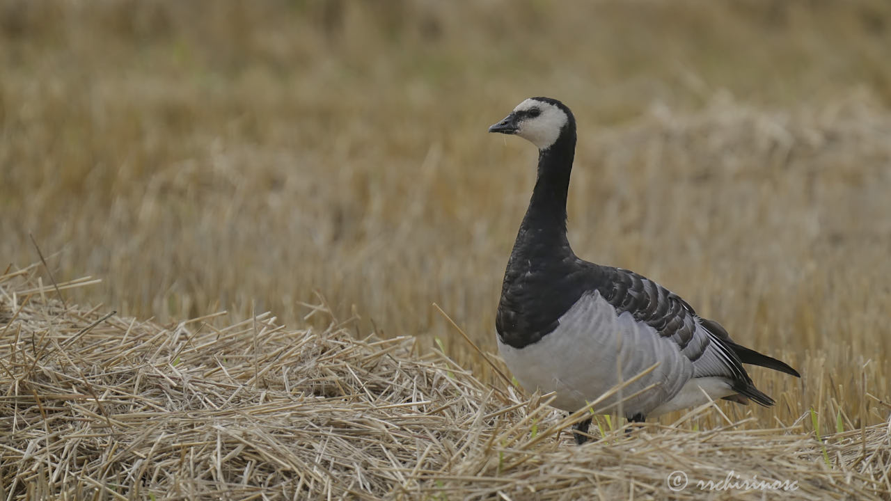 Barnacle goose