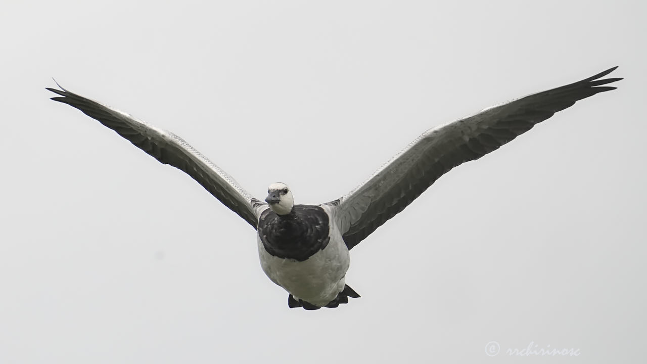 Barnacle goose