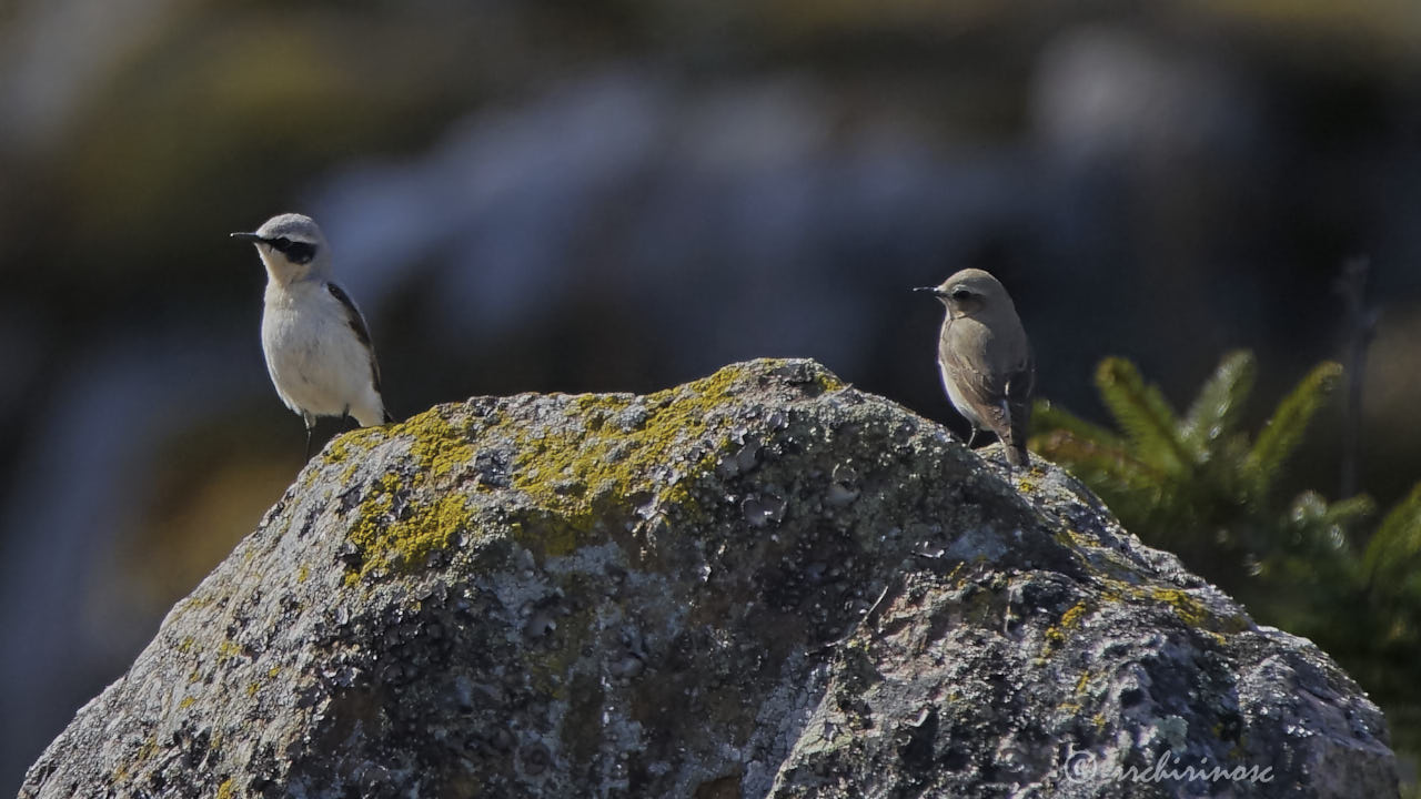 Northern wheatear