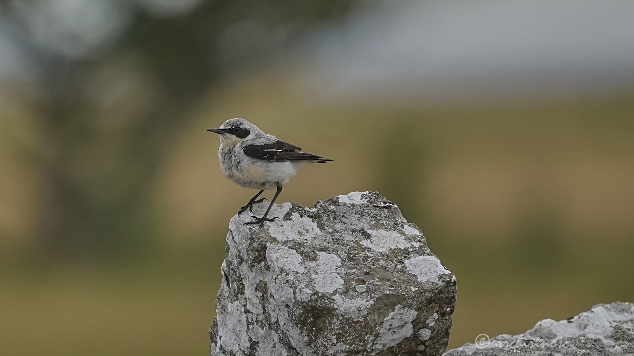 Northern wheatear