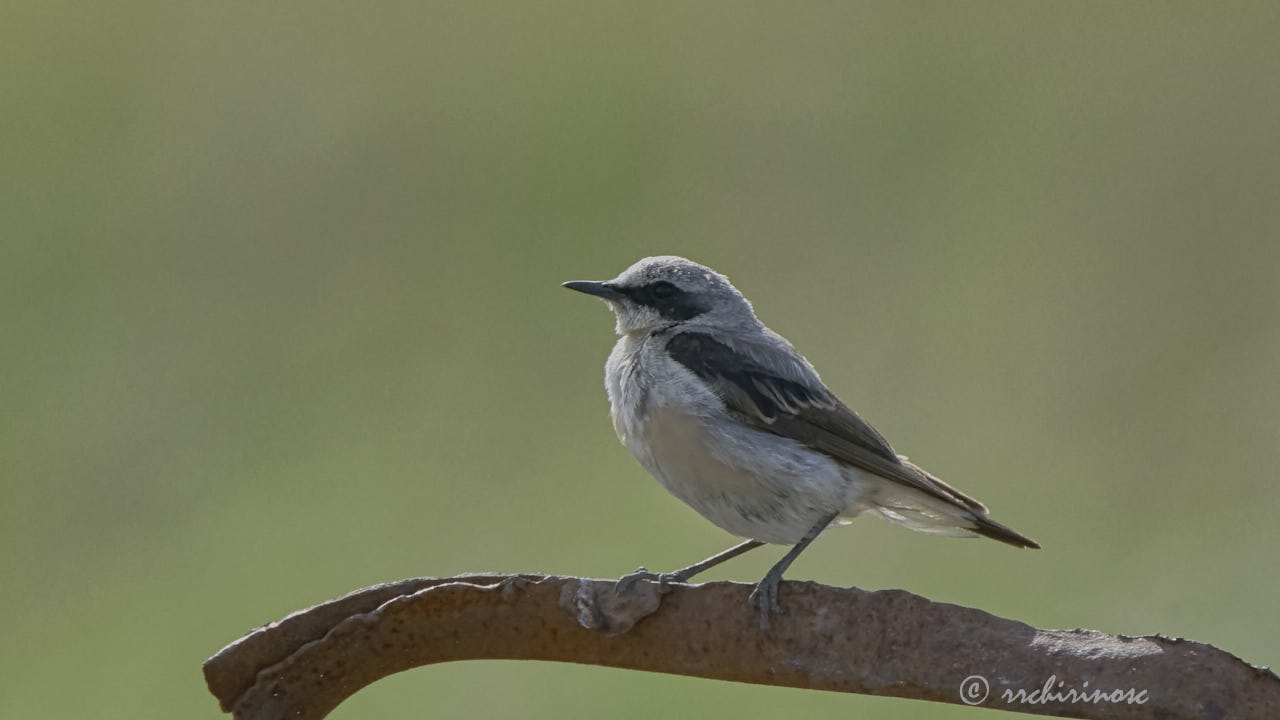 Northern wheatear