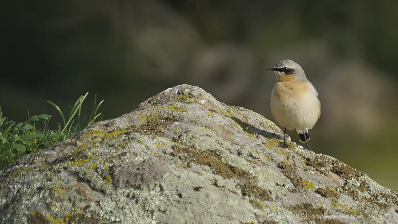 Northern wheatear