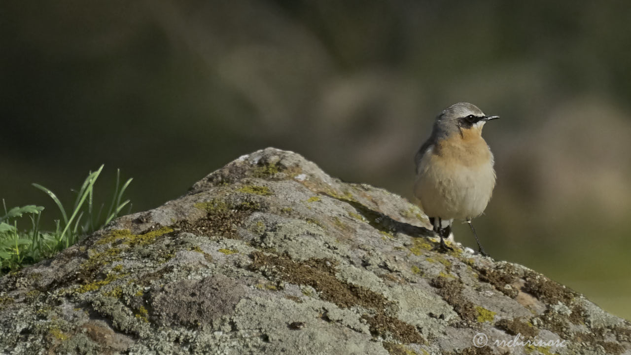 Northern wheatear