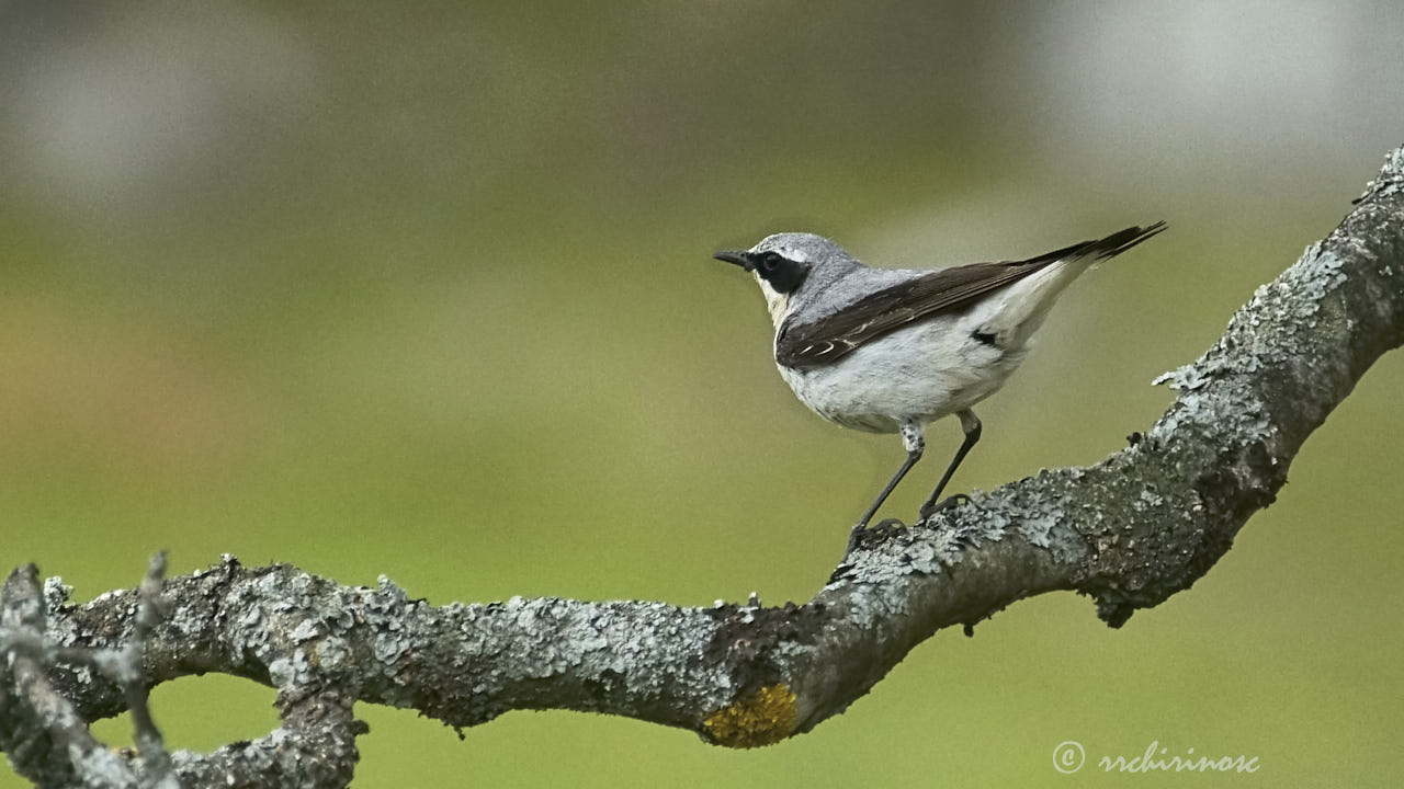 Northern wheatear