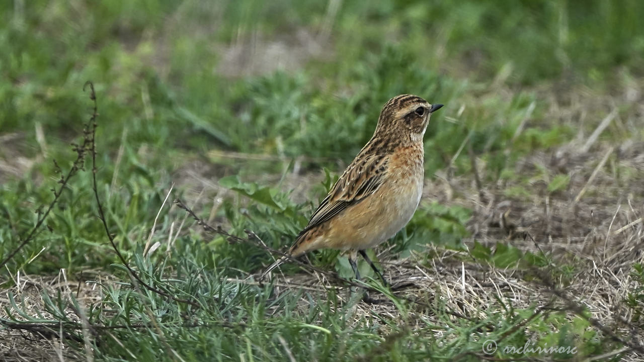 Northern wheatear